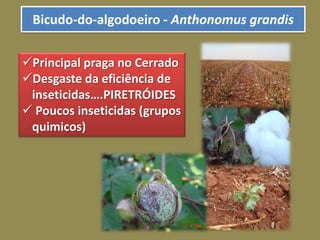 Bicudo-do-algodoeiro - Anthonomus grandis
Principal praga no Cerrado
Desgaste da eficiência de
inseticidas….PIRETRÓIDES
 Poucos inseticidas (grupos
quimicos)
 