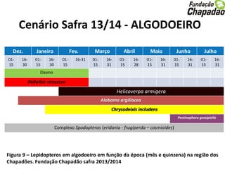 Figura 9 – Lepidopteros em algodoeiro em função da época (mês e quinzena) na região dos
Chapadões. Fundação Chapadão safra 2013/2014
Cenário Safra 13/14 - ALGODOEIRO
Dez. Janeiro Fev. Março Abril Maio Junho Julho
01-
15
16-
30
01-
15
16-
30
01-
15
16-31 01-
15
16-
31
01-
15
16-
28
01-
15
16-
31
01-
15
16-
31
01-
15
16-
31
Elasmo
Heliothis virescens
Helicoverpa armigera
Alabama argillacea
Chrysodeixis includens
Pectinophora gossipiella
Complexo Spodopteras (eridania - frugiperda – cosmioides)
 
