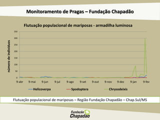 Monitoramento de Pragas – Fundação Chapadão
Flutuação populacional de mariposas – Região Fundação Chapadão – Chap.Sul/MS
númerodeindividuos
0
50
100
150
200
250
300
350
9-abr 9-mai 9-jun 9-jul 9-ago 9-set 9-out 9-nov 9-dez 9-jan 9-fev
Helicoverpa Spodoptera Chrysodeixis
Flutuação populacional de mariposas - armadilha luminosa
 