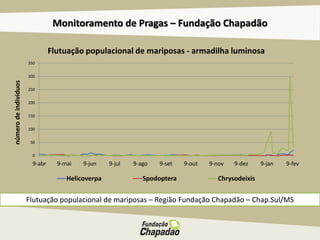 Monitoramento de Pragas – Fundação Chapadão
Flutuação populacional de mariposas – Região Fundação Chapadão – Chap.Sul/MS
n...