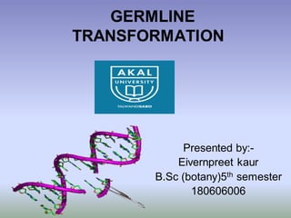 GERMLINE
TRANSFORMATION
Presented by:-
Eivernpreet kaur
B.Sc (botany)5th semester
180606006
 