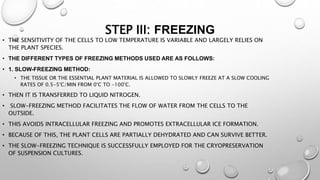 STEP III: FREEZING
• THE SENSITIVITY OF THE CELLS TO LOW TEMPERATURE IS VARIABLE AND LARGELY RELIES ON
THE PLANT SPECIES.
• THE DIFFERENT TYPES OF FREEZING METHODS USED ARE AS FOLLOWS:
• 1. SLOW-FREEZING METHOD:
• THE TISSUE OR THE ESSENTIAL PLANT MATERIAL IS ALLOWED TO SLOWLY FREEZE AT A SLOW COOLING
RATES OF 0.5-5°C/MIN FROM 0°C TO -100°C.
• THEN IT IS TRANSFERRED TO LIQUID NITROGEN.
• SLOW-FREEZING METHOD FACILITATES THE FLOW OF WATER FROM THE CELLS TO THE
OUTSIDE.
• THIS AVOIDS INTRACELLULAR FREEZING AND PROMOTES EXTRACELLULAR ICE FORMATION.
• BECAUSE OF THIS, THE PLANT CELLS ARE PARTIALLY DEHYDRATED AND CAN SURVIVE BETTER.
• THE SLOW-FREEZING TECHNIQUE IS SUCCESSFULLY EMPLOYED FOR THE CRYOPRESERVATION
OF SUSPENSION CULTURES.
 