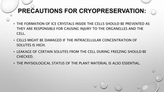 PRECAUTIONS FOR CRYOPRESERVATION:
• THE FORMATION OF ICE CRYSTALS INSIDE THE CELLS SHOULD BE PREVENTED AS
THEY ARE RESPONSIBLE FOR CAUSING INJURY TO THE ORGANELLES AND THE
CELL.
• CELLS MIGHT BE DAMAGED IF THE INTRACELLULAR CONCENTRATION OF
SOLUTES IS HIGH.
• LEAKAGE OF CERTAIN SOLUTES FROM THE CELL DURING FREEZING SHOULD BE
CHECKED.
• THE PHYSIOLOGICAL STATUS OF THE PLANT MATERIAL IS ALSO ESSENTIAL.
 
