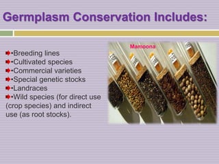 Germplasm Conservation Includes:
•Breeding lines
•Cultivated species
•Commercial varieties
•Special genetic stocks
•Landraces
•Wild species (for direct use
(crop species) and indirect
use (as root stocks).
Mamoona
 