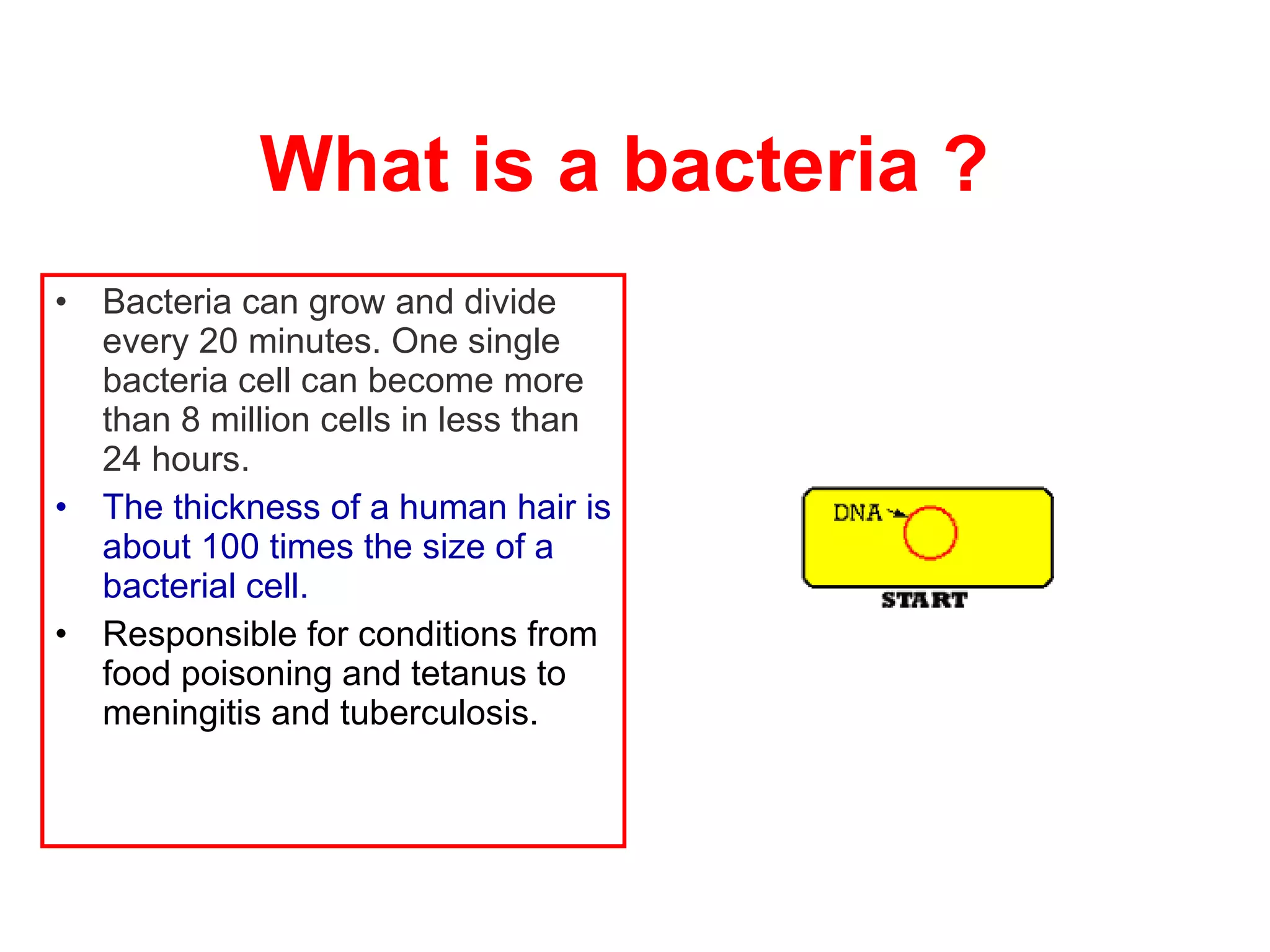 What is a bacteria ?  Bacteria can grow and divide every 20 minutes. One single bacteria cell can become more than 8 million cells in less than 24 hours.  T he thickness of a human hair is about 100 times the size of a bacterial cell.   R esponsible for conditions from food poisoning and tetanus to   meningitis and tuberculosis.  