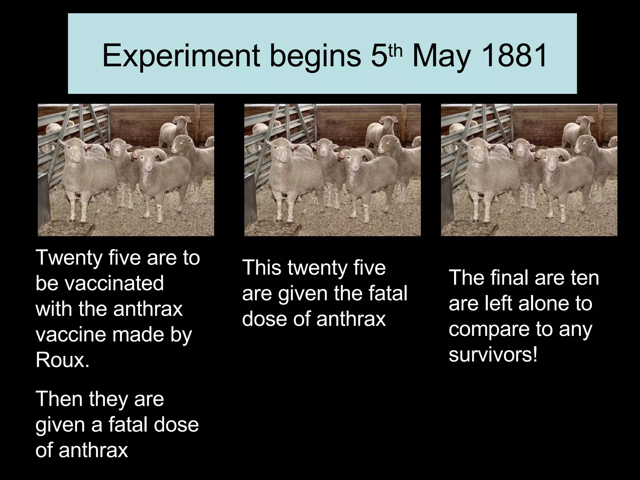 Twenty five are to be vaccinated with the anthrax vaccine made by Roux. Then they are given a fatal dose of anthrax This twenty five are given the fatal dose of anthrax The final are ten are left alone to compare to any survivors! Experiment begins 5 th  May 1881 