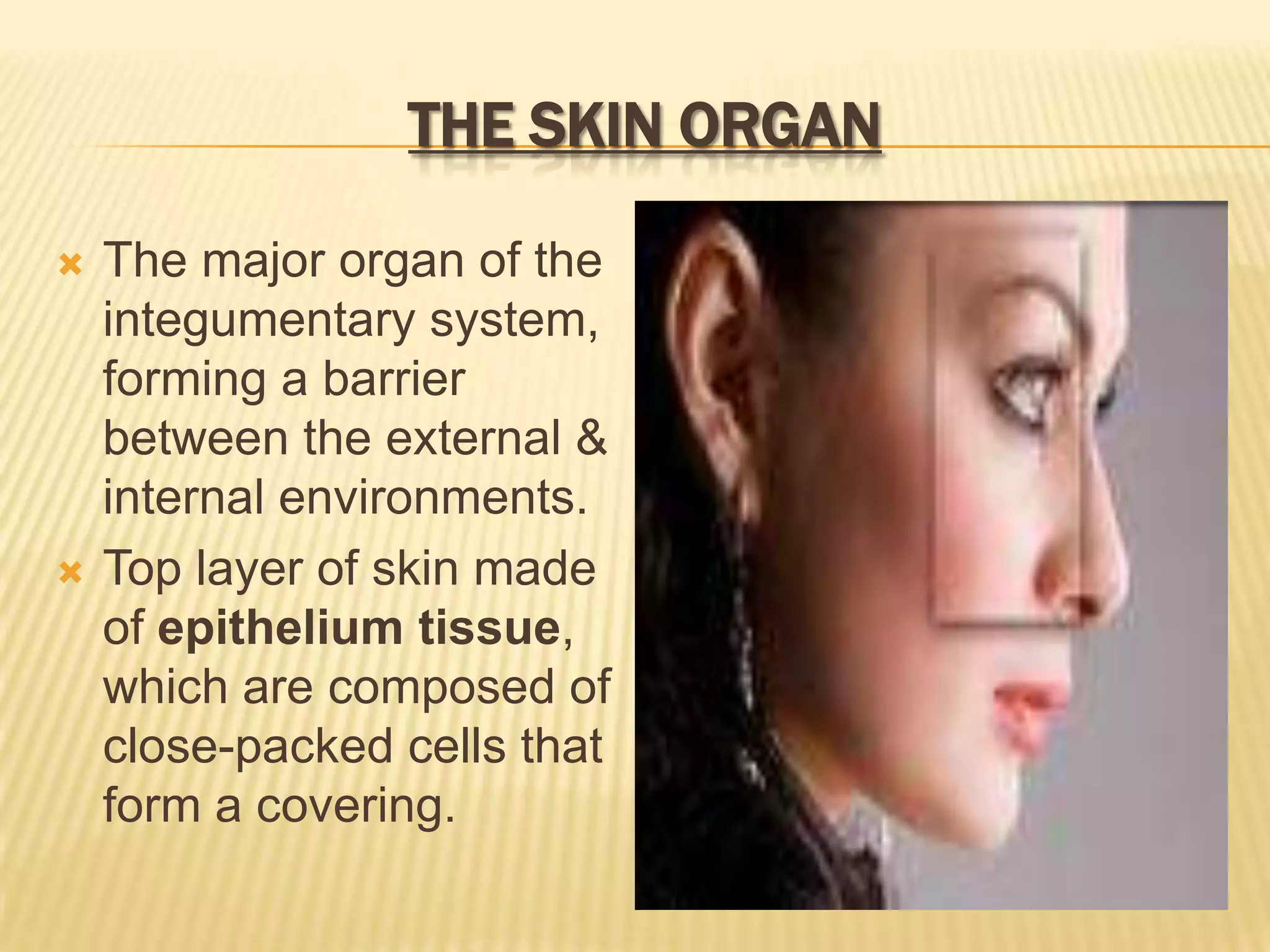 THE SKIN ORGAN

   The major organ of the
    integumentary system,
    forming a barrier
    between the external &
    internal environments.
   Top layer of skin made
    of epithelium tissue,
    which are composed of
    close-packed cells that
    form a covering.
 