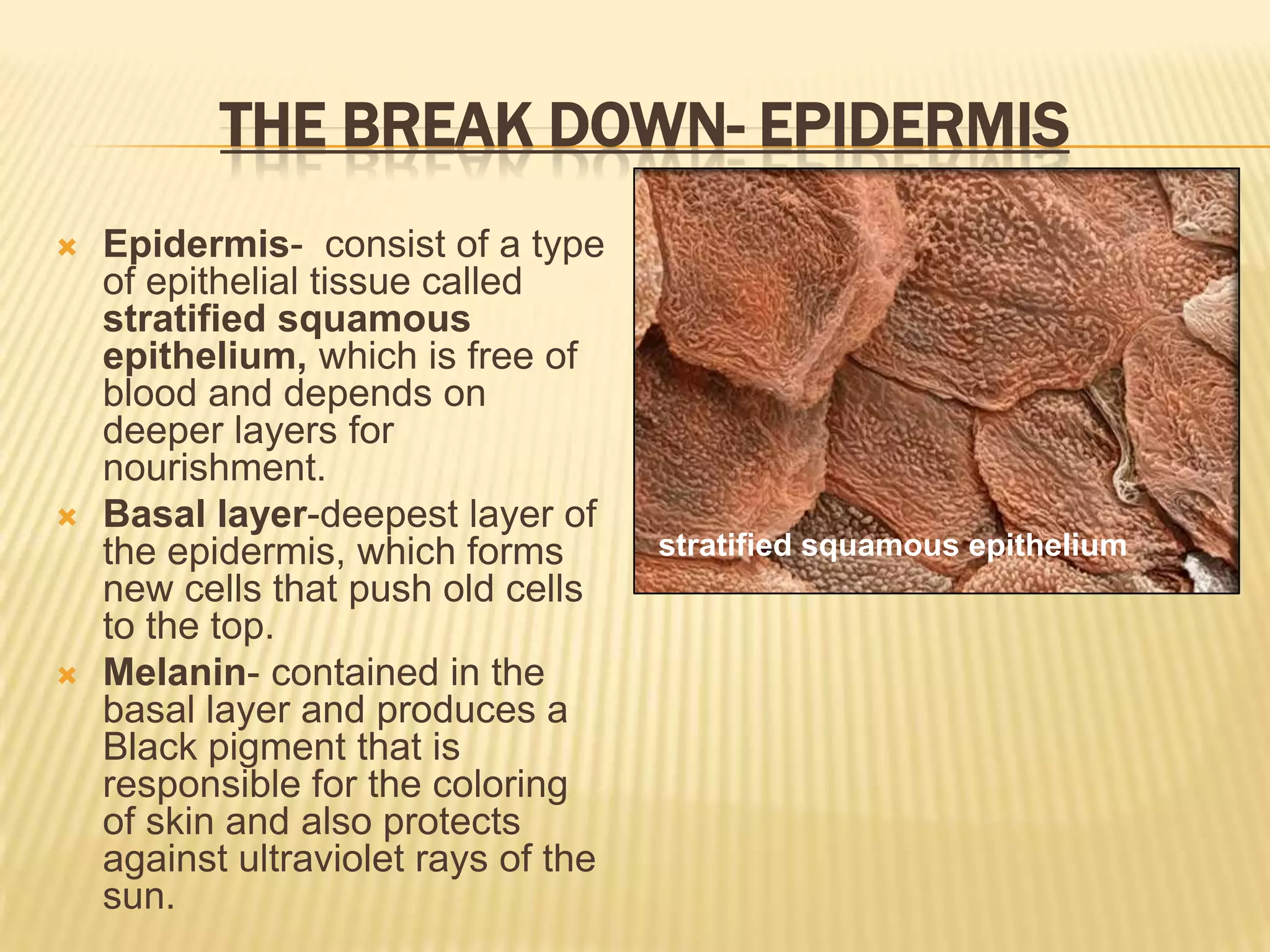 THE BREAK DOWN- EPIDERMIS
   Epidermis- consist of a type
    of epithelial tissue called
    stratified squamous
    epithelium, which is free of
    blood and depends on
    deeper layers for
    nourishment.
   Basal layer-deepest layer of
    the epidermis, which forms        stratified squamous epithelium
    new cells that push old cells
    to the top.
   Melanin- contained in the
    basal layer and produces a
    Black pigment that is
    responsible for the coloring
    of skin and also protects
    against ultraviolet rays of the
    sun.
 
