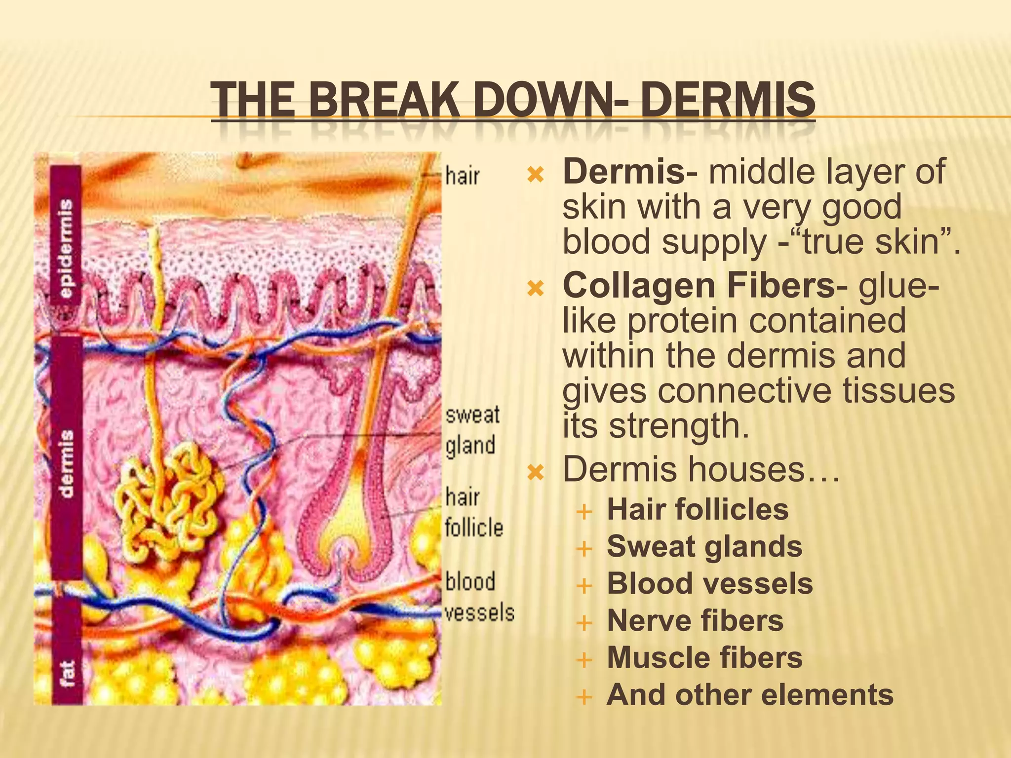 THE BREAK DOWN- DERMIS
              Dermis- middle layer of
               skin with a very good
               blood supply -“true skin”.
              Collagen Fibers- glue-
               like protein contained
               within the dermis and
               gives connective tissues
               its strength.
              Dermis houses…
                  Hair follicles
                  Sweat glands
                  Blood vessels
                  Nerve fibers
                  Muscle fibers
                  And other elements
 