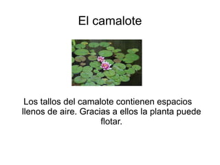 El camalote 
Los tallos del camalote contienen espacios 
llenos de aire. Gracias a ellos la planta puede 
flotar. 
 