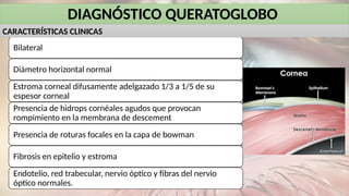 DIAGNÓSTICO QUERATOGLOBO
Bilateral
Diámetro horizontal normal
Estroma corneal difusamente adelgazado 1/3 a 1/5 de su
espesor corneal
Presencia de hidrops cornéales agudos que provocan
rompimiento en la membrana de descement
Presencia de roturas focales en la capa de bowman
Fibrosis en epitelio y estroma
Endotelio, red trabecular, nervio óptico y fibras del nervio
óptico normales.
CARACTERÍSTICAS CLINICAS
 