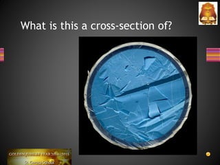 What is this a cross-section of?
 