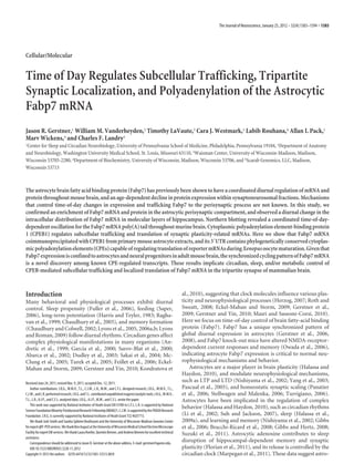 The Journal of Neuroscience, January 25, 2012 • 32(4):1383–1394 • 1383




Cellular/Molecular


Time of Day Regulates Subcellular Trafficking, Tripartite
Synaptic Localization, and Polyadenylation of the Astrocytic
Fabp7 mRNA
Jason R. Gerstner,1 William M. Vanderheyden,2 Timothy LaVaute,3 Cara J. Westmark,3 Labib Rouhana,4 Allan I. Pack,1
Marv Wickens,4 and Charles F. Landry5
1Center for Sleep and Circadian Neurobiology, University of Pennsylvania School of Medicine, Philadelphia, Pennsylvania 19104, 2Department of Anatomy
and Neurobiology, Washington University Medical School, St. Louis, Missouri 63110, 3Waisman Center, University of Wisconsin-Madison, Madison,
Wisconsin 53705-2280, 4Department of Biochemistry, University of Wisconsin, Madison, Wisconsin 53706, and 5Scarab Genomics, LLC, Madison,
Wisconsin 53713



The astrocyte brain fatty acid binding protein (Fabp7) has previously been shown to have a coordinated diurnal regulation of mRNA and
protein throughout mouse brain, and an age-dependent decline in protein expression within synaptoneurosomal fractions. Mechanisms
that control time-of-day changes in expression and trafficking Fabp7 to the perisynaptic process are not known. In this study, we
confirmed an enrichment of Fabp7 mRNA and protein in the astrocytic perisynaptic compartment, and observed a diurnal change in the
intracellular distribution of Fabp7 mRNA in molecular layers of hippocampus. Northern blotting revealed a coordinated time-of-day-
dependent oscillation for the Fabp7 mRNA poly(A) tail throughout murine brain. Cytoplasmic polyadenylation element-binding protein
1 (CPEB1) regulates subcellular trafficking and translation of synaptic plasticity-related mRNAs. Here we show that Fabp7 mRNA
coimmunoprecipitated with CPEB1 from primary mouse astrocyte extracts, and its 3ЈUTR contains phylogenetically conserved cytoplas-
mic polyadenylation elements (CPEs) capable of regulating translation of reporter mRNAs during Xenopus oocyte maturation. Given that
Fabp7 expression is confined to astrocytes and neural progenitors in adult mouse brain, the synchronized cycling pattern of Fabp7 mRNA
is a novel discovery among known CPE-regulated transcripts. These results implicate circadian, sleep, and/or metabolic control of
CPEB-mediated subcellular trafficking and localized translation of Fabp7 mRNA in the tripartite synapse of mammalian brain.



Introduction                                                                                                              al., 2010), suggesting that clock molecules influence various plas-
Many behavioral and physiological processes exhibit diurnal                                                               ticity and neurophysiological processes (Herzog, 2007; Roth and
control. Sleep propensity (Fuller et al., 2006), feeding (Saper,                                                          Sweatt, 2008; Eckel-Mahan and Storm, 2009; Gerstner et al.,
2006), long-term potentiation (Harris and Teyler, 1983; Ragha-                                                            2009; Gerstner and Yin, 2010; Masri and Sassone-Corsi, 2010).
van et al., 1999; Chaudhury et al., 2005), and memory formation                                                           Here we focus on time-of-day control of brain fatty-acid binding
(Chaudhury and Colwell, 2002; Lyons et al., 2005, 2006a,b; Lyons                                                          protein (Fabp7). Fabp7 has a unique synchronized pattern of
and Roman, 2009) follow diurnal rhythms. Circadian genes affect                                                           global diurnal expression in astrocytes (Gerstner et al., 2006,
complex physiological manifestations in many organisms (An-                                                               2008), and Fabp7 knock-out mice have altered NMDA-receptor-
dretic et al., 1999; Garcia et al., 2000; Sarov-Blat et al., 2000;                                                        dependent current responses and memory (Owada et al., 2006),
Abarca et al., 2002; Dudley et al., 2003; Sakai et al., 2004; Mc-                                                         indicating astrocyte Fabp7 expression is critical to normal neu-
Clung et al., 2005; Turek et al., 2005; Feillet et al., 2006; Eckel-                                                      rophysiological mechanisms and behavior.
Mahan and Storm, 2009; Gerstner and Yin, 2010; Kondratova et                                                                   Astrocytes are a major player in brain plasticity (Halassa and
                                                                                                                          Haydon, 2010), and modulate neurophysiological mechanisms,
Received June 24, 2011; revised Nov. 9, 2011; accepted Dec. 12, 2011.
                                                                                                                          such as LTP and LTD (Nishiyama et al., 2002; Yang et al., 2003;
    Author contributions: J.R.G., W.M.V., T.L., C.J.W., L.R., M.W., and C.F.L. designed research; J.R.G., W.M.V., T.L.,   Pascual et al., 2005), and homeostatic synaptic scaling (Panatier
C.J.W., and L.R. performed research; J.R.G. and T.L. contributed unpublished reagents/analytic tools; J.R.G., W.M.V.,     et al., 2006; Stellwagen and Malenka, 2006; Turrigiano, 2006).
T.L., L.R., A.I.P., and C.F.L. analyzed data; J.R.G., A.I.P., M.W., and C.F.L. wrote the paper.                           Astrocytes have been implicated in the regulation of complex
    This work was supported by National Institutes of Heath Grant DA13780 to C.F.L. L.R. is supported by National
                                                                                                                          behavior (Halassa and Haydon, 2010), such as circadian rhythms
Science Foundation Minority Postdoctoral Research Fellowship 0804021. C.J.W. is supported by the FRAXA Research
Foundation. J.R.G. is currently supported by National Institutes of Heath Grant T32 HL07713.                              (Li et al., 2002; Suh and Jackson, 2007), sleep (Halassa et al.,
    We thank Josh Smith and Sandra Splinter BonDurant and the University of Wisconsin-Madison Genome Center               2009a), and learning and memory (Nishiyama et al., 2002; Gibbs
for expert qRT-PCR services. We thank Ben August at the University of Wisconsin Medical School Electron Microscope        et al., 2006; Bracchi-Ricard et al., 2008; Gibbs and Hertz, 2008;
Facility for expert EM services. We thank Laura Roethe, Quentin Bremer, and Andrew Brienen for excellent technical        Suzuki et al., 2011). Astrocytic adenosine contributes to sleep
assistance.
    Correspondence should be addressed to Jason R. Gerstner at the above address. E-mail: gerstner@upenn.edu.
                                                                                                                          disruption of hippocampal-dependent memory and synaptic
    DOI:10.1523/JNEUROSCI.3228-11.2012                                                                                    plasticity (Florian et al., 2011), and its release is controlled by the
Copyright © 2012 the authors 0270-6474/12/321383-12$15.00/0                                                               circadian clock (Marpegan et al., 2011). These data suggest astro-
 