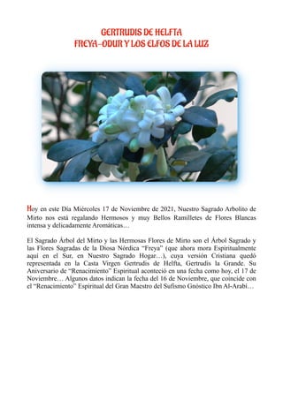 GERTRUDIS DE HELFTA
FREYA-ODUR Y LOS ELFOS DE LA LUZ
Hoy en este Día Miércoles 17 de Noviembre de 2021, Nuestro Sagrado Arbolito de
Mirto nos está regalando Hermosos y muy Bellos Ramilletes de Flores Blancas
intensa y delicadamente Aromáticas…
El Sagrado Árbol del Mirto y las Hermosas Flores de Mirto son el Árbol Sagrado y
las Flores Sagradas de la Diosa Nórdica “Freya” (que ahora mora Espiritualmente
aquí en el Sur, en Nuestro Sagrado Hogar…), cuya versión Cristiana quedó
representada en la Casta Virgen Gertrudis de Helfta, Gertrudis la Grande. Su
Aniversario de “Renacimiento” Espiritual aconteció en una fecha como hoy, el 17 de
Noviembre… Algunos datos indican la fecha del 16 de Noviembre, que coincide con
el “Renacimiento” Espiritual del Gran Maestro del Sufismo Gnóstico Ibn Al-Arabí…
 