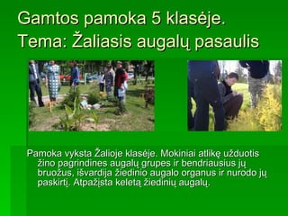 Gamtos pamoka 5 klasėje. Tema: Žaliasis augalų pasaulis   Pamoka vyksta Žalioje klasėje .   M okiniai atlikę užduotis   žino pagrindines augalų grupes ir bendriausius jų bruožus, išvardija žiedinio augalo organus ir nurodo jų paskirtį. Atpažįsta keletą žiedinių augalų. 