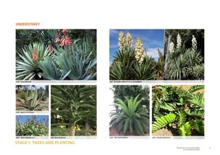 70Prepared for the City of Stonnington
by rushwright associates
UNDERSTOREY
STAGE 1: TREES AND PLANTING
05F. Yucca filamentosa or Y. recurvifolia05A. Aloe plicatilis
05B. Agave americana
05D. Aloe arborescens 05E. Aloe barberae 05G. Dion spinulosum 05H. Zamia furfuracea
 