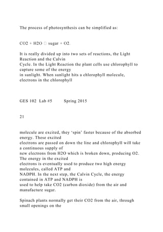 The process of photosynthesis can be simplified as:
It is really divided up into two sets of reactions, the Light
Reaction and the Calvin
Cycle. In the Light Reaction the plant cells use chlorophyll to
capture some of the energy
in sunlight. When sunlight hits a chlorophyll molecule,
electrons in the chlorophyll
GES 102 Lab #5 Spring 2015
21
molecule are excited, they ‘spin’ faster because of the absorbed
energy. These excited
electrons are passed on down the line and chlorophyll will take
a continuous supply of
new electrons from H2O which is broken down, producing O2.
The energy in the excited
electrons is eventually used to produce two high energy
molecules, called ATP and
NADPH. In the next step, the Calvin Cycle, the energy
contained in ATP and NADPH is
used to help take CO2 (carbon dioxide) from the air and
manufacture sugar.
Spinach plants normally get their CO2 from the air, through
small openings on the
 