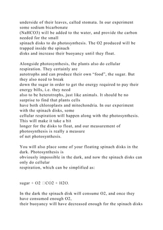 underside of their leaves, called stomata. In our experiment
some sodium bicarbonate
(NaHCO3) will be added to the water, and provide the carbon
needed for the small
spinach disks to do photosynthesis. The O2 produced will be
trapped inside the spinach
disks and increase their buoyancy until they float.
Alongside photosynthesis, the plants also do cellular
respiration. They certainly are
autotrophs and can produce their own “food”, the sugar. But
they also need to break
down the sugar in order to get the energy required to pay their
energy bills, i.e. they need
also to be heterotrophs, just like animals. It should be no
surprise to find that plants cells
have both chloroplasts and mitochondria. In our experiment
with the spinach disks, some
cellular respiration will happen along with the photosynthesis.
This will make it take a bit
longer for the disks to float, and our measurement of
photosynthesis is really a measure
of net photosynthesis.
You will also place some of your floating spinach disks in the
dark. Photosynthesis is
obviously impossible in the dark, and now the spinach disks can
only do cellular
respiration, which can be simplified as:
In the dark the spinach disk will consume O2, and once they
have consumed enough O2,
their buoyancy will have decreased enough for the spinach disks
 