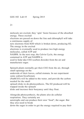GES 102 Lab #5 Spring 2015
21
molecule are excited, they ‘spin’ faster because of the absorbed
energy. These excited
electrons are passed on down the line and chlorophyll will take
a continuous supply of
new electrons from H2O which is broken down, producing O2.
The energy in the excited
electrons is eventually used to produce two high energy
molecules, called ATP and
NADPH. In the next step, the Calvin Cycle, the energy
contained in ATP and NADPH is
used to help take CO2 (carbon dioxide) from the air and
manufacture sugar.
Spinach plants normally get their CO2 from the air, through
small openings on the
underside of their leaves, called stomata. In our experiment
some sodium bicarbonate
(NaHCO3) will be added to the water, and provide the carbon
needed for the small
spinach disks to do photosynthesis. The O2 produced will be
trapped inside the spinach
disks and increase their buoyancy until they float.
Alongside photosynthesis, the plants also do cellular
respiration. They certainly are
autotrophs and can produce their own “food”, the sugar. But
they also need to break
down the sugar in order to get the energy required to pay their
 