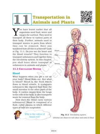 Transportation in
Animals and Plants
11
Y
ou have learnt earlier that all
organisms need food, water and
oxygen for survival. They need to
transport all these to various parts of
their body. Further, animals need to
transport wastes to parts from where
they can be removed. Have you
wondered how all this is achieved? Look
at Fig. 11.1. Do you see the heart and
the blood vessels? They function to
transport substances and together form
the circulatory system. In this chapter,
you shall learn about transport of
substances in animals and plants.
11.1 CIRCULATORY SYSTEM
Blood
What happens when you get a cut on
your body? Blood flows out. But what
is blood? Blood is the fluid which
flows in blood vessels. It transports
substances like digested food from the
small intestine to the other parts of the
body. It carries oxygen from the lungs
to the cells of the body. It also transports
waste for removal from the body.
How does the blood carry various
substances? Blood is composed of a
fluid, called plasma in which different
types of cells are suspended.
Heart
Vein
Artery
Why is the colour of
blood red?
Fig. 11.1 Circulatory system
(Arteries are shown in red colour and veins in blue)
2022-23
 