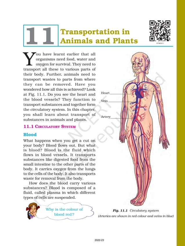 Class 7 science chapter 11 transportation in plants and 
