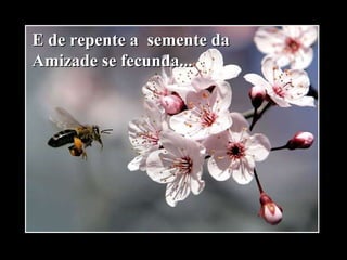 E de repente a semente daE de repente a semente da
Amizade se fecunda...Amizade se fecunda...
 