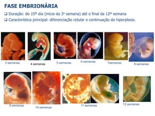  Duração: do 15º dia (inicio da 3a semana) até o final da 12º semana
 Característica principal: diferenciação celular e continuação da hiperplasia.
FASE EMBRIONÁRIA
3 semanas 4 semanas 5 semanas 6 semanas 7semanas 8 semanas
9 semanas
10 semanas
11 semanas 12 semanas
 