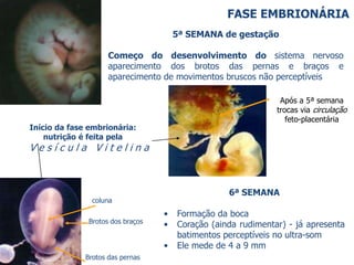 5ª SEMANA de gestação
Começo do desenvolvimento do sistema nervoso
aparecimento dos brotos das pernas e braços e
aparecimento de movimentos bruscos não perceptíveis
Início da fase embrionária:
nutrição é feita pela
V e s í c u l a V i t e l i n a
6ª SEMANA
• Formação da boca
• Coração (ainda rudimentar) - já apresenta
batimentos perceptíveis no ultra-som
• Ele mede de 4 a 9 mm
coluna
Brotos dos braços
Brotos das pernas
Após a 5ª semana
trocas via circulação
feto-placentária
FASE EMBRIONÁRIA
 