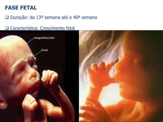 Fonte: http://www.standupgirl.com/inside/index.html
 Duração: da 13º semana até a 40ª semana
 Característica: Crescimento fetal
FASE FETAL
 