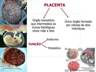 PLACENTA
Único órgão formado
por células de dois
indivíduos
FUNÇÃO
en.wikipedia.org/wiki/Placenta
Órgão transitório
que intermedeia as
trocas fisiológicas
entre mãe e feto
Endócrina
Metabólica
 