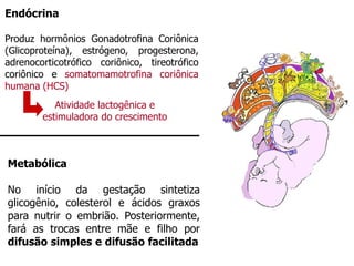 Metabólica
No início da gestação sintetiza
glicogênio, colesterol e ácidos graxos
para nutrir o embrião. Posteriormente,
fará as trocas entre mãe e filho por
difusão simples e difusão facilitada
Endócrina
Produz hormônios Gonadotrofina Coriônica
(Glicoproteína), estrógeno, progesterona,
adrenocorticotrófico coriônico, tireotrófico
coriônico e somatomamotrofina coriônica
humana (HCS)
Atividade lactogênica e
estimuladora do crescimento
 