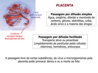 PLACENTA
Passagem por difusão simples
Água, oxigênio, dióxido e monóxido de
carbono, glicose, eletrólitos, uréia,
ácido úrico e a maioria das drogas
Passagem por difusão facilitada
Transporte ativo ou pinocitose
(englobamento de partículas pelas células):
vitaminas, hormônios, anticorpos
A passagem livre de certas substâncias, de vírus e microrgasnismos pela
placenta pode provocar danos e ou a morte ao feto
2 artérias
carregam sangue
desoxigenado do feto
1 veia
supre sangue
oxigenado
 