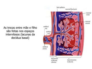 As trocas entre mãe e filho
são feitas nos espaços
intervilosos (lacunas da
decídua basal)
 