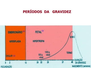 PERÍODOS DA GRAVIDEZ
(1)
(2) (3)
 