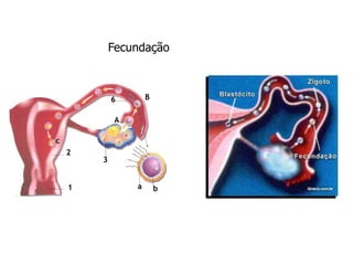 Fecundação
 