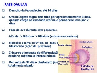  Duração da fecundação: até 14 dias
 Ovo ou Zigoto migra pela tuba por aproximadamente 3 dias,
quando chega na cavidade uterina e permanece livre por 2
dias
 Fase do ovo durante este percurso:
Mórula  Glástula  Blástula (mitoses sucessivas)
 Nidação: ocorre no 6º dia na fase de
blastocisto (ação da protease)
 Inicia-se o processo de diferenciação
celular e continua a intensa mitose
 Por volta do 9º dia o blastocisto já esta
totalmente nidado
FASE OVULAR
 