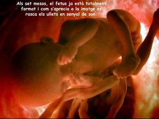 Als set mesos, el fetus ja està totalment
  format i com s’aprecia a la imatge es
    rasca els ullets en senyal de son.
 