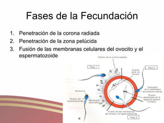 Fases de la Fecundación Penetración de la corona radiada Penetración de la zona pelúcida Fusión de las membranas celulares del ovocito y el espermatozoide 