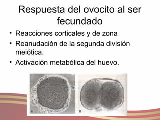 Respuesta del ovocito al ser fecundado Reacciones corticales y de zona Reanudación de la segunda división meiótica. Activación metabólica del huevo. 