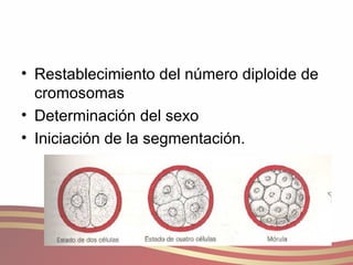 Restablecimiento del número diploide de cromosomas Determinación del sexo Iniciación de la segmentación. 