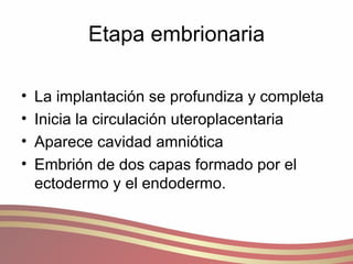 Etapa embrionaria La implantación se profundiza y completa Inicia la circulación uteroplacentaria Aparece cavidad amniótica Embrión de dos capas formado por el ectodermo y el endodermo. 