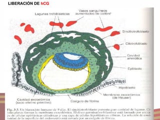 LIBERACIÓN DE  hCG 