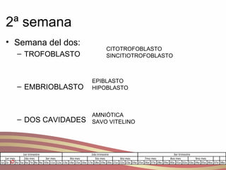 2ª semana Semana del dos: TROFOBLASTO EMBRIOBLASTO DOS CAVIDADES CITOTROFOBLASTO SINCITIOTROFOBLASTO EPIBLASTO HIPOBLASTO AMNIÓTICA SAVO VITELINO 