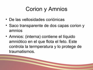 Corion y Amnios De las vellosidades coriónicas  Saco transparente de dos capas corion y amnios Amnios: (interna) contiene el líquido amniótico en el que flota el feto. Este controla la termperatura y lo protege de traumatismos. 