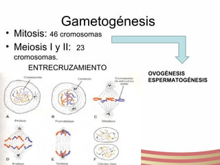 Gametogénesis  Mitosis:  46 cromosomas Meiosis I y II:  23 cromosomas. ENTRECRUZAMIENTO OVOGÉNESIS ESPERMATOGÉNESIS 