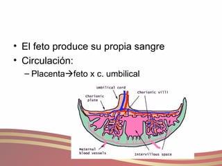 El feto produce su propia sangre Circulación: Placenta  feto x c. umbilical 