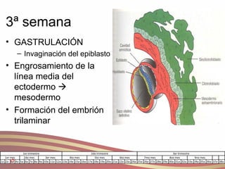 3ª semana GASTRULACIÓN Invaginación del epiblasto Engrosamiento de la línea media del ectodermo    mesodermo Formación del embrión trilaminar 