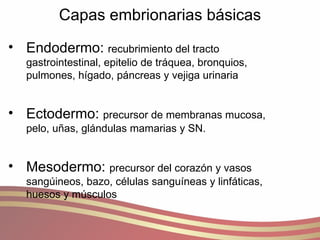 Capas embrionarias básicas Endodermo:  recubrimiento del tracto gastrointestinal, epitelio de tráquea, bronquios, pulmones, hígado, páncreas y vejiga urinaria Ectodermo:  precursor de membranas mucosa, pelo, uñas, glándulas mamarias y SN. Mesodermo:  precursor del corazón y vasos sangúineos, bazo, células sanguíneas y linfáticas, huesos y músculos 