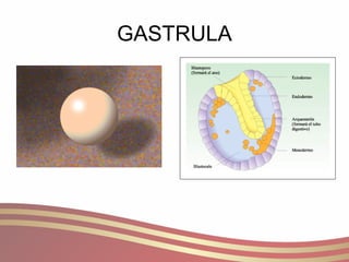 GASTRULA 