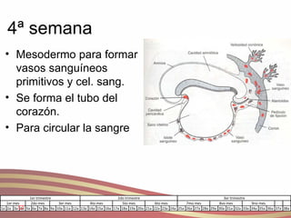 4ª semana Mesodermo para formar vasos sanguíneos primitivos y cel. sang. Se forma el tubo del corazón. Para circular la sangre 